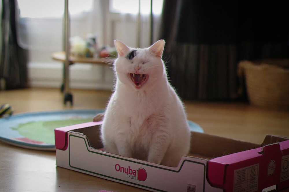 蝴蝶舞者与钢索，久保建英的唯一制胜之夜