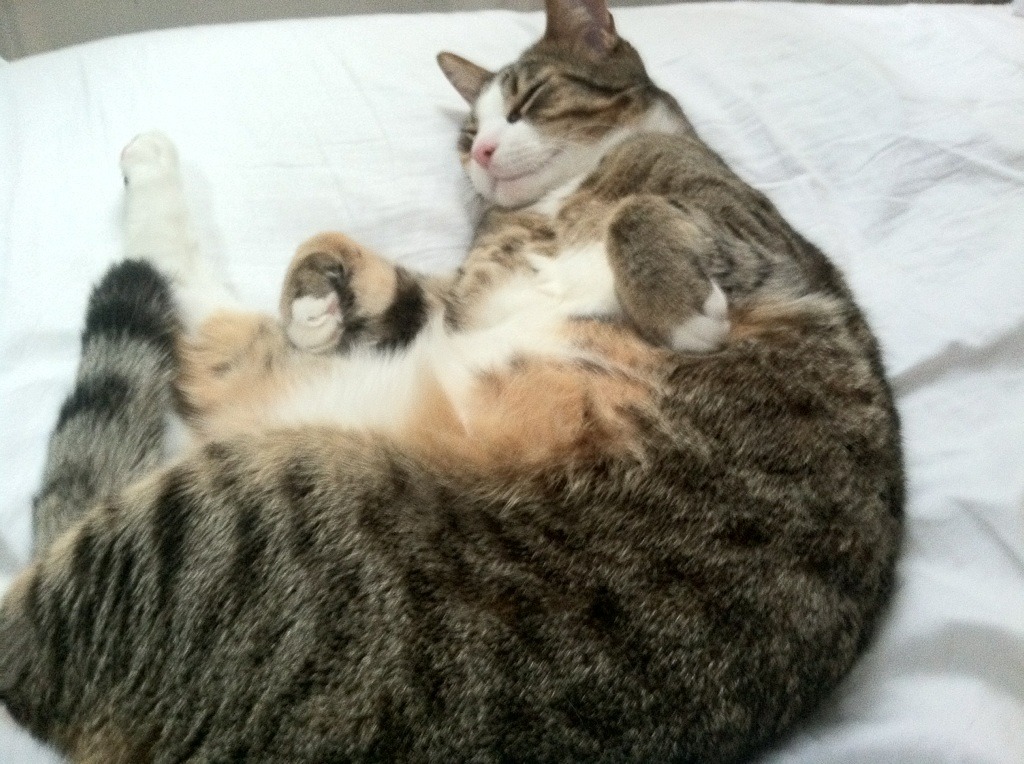 姆巴佩闪电两击撕裂纪录,里昂寒夜爆冷掀翻拜仁王朝