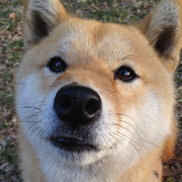 资本与绿茵场，当孙兴慜的教科书式表现遇见卡塔尔的米兰翻盘术
