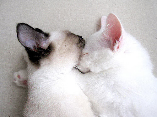 奥运棋局中的关键落子,解析美国队如何以战术钥匙锁定埃及的突围之路