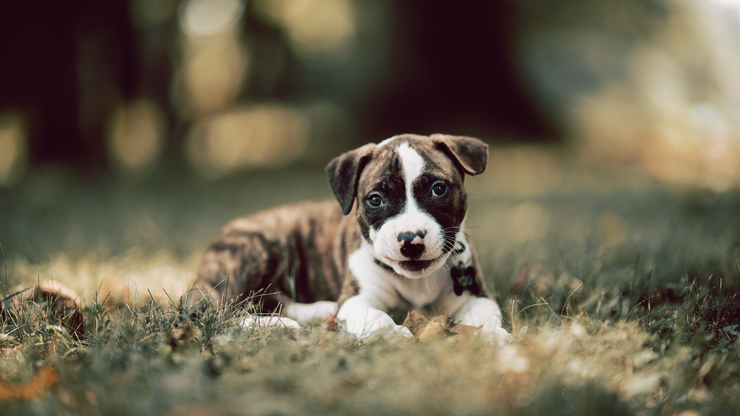 跨界三队混战，杜兰特52分神迹，热火加时险胜，新疆队赛后竟获冠军奖杯？