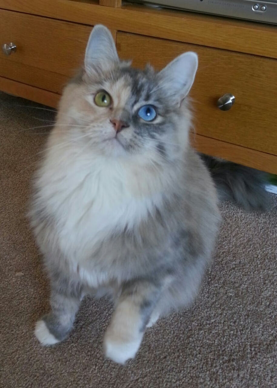 天使降临篮球之城