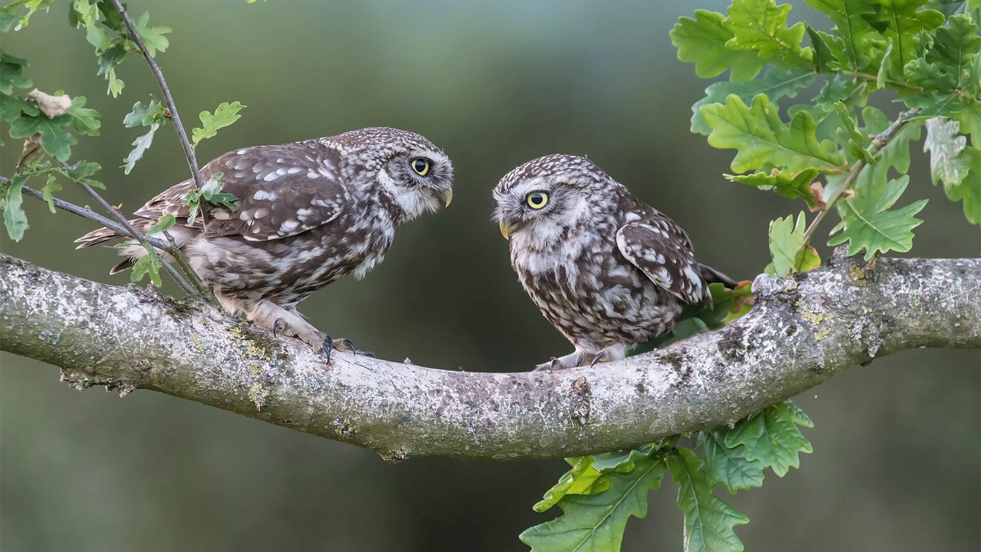 赛道直道冲刺与绿茵变奏，当F1争冠白热化遇上那不勒斯的欧冠突破