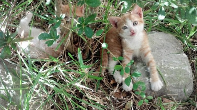 东决关键战之夜,独一无二的马克西全程高能输出