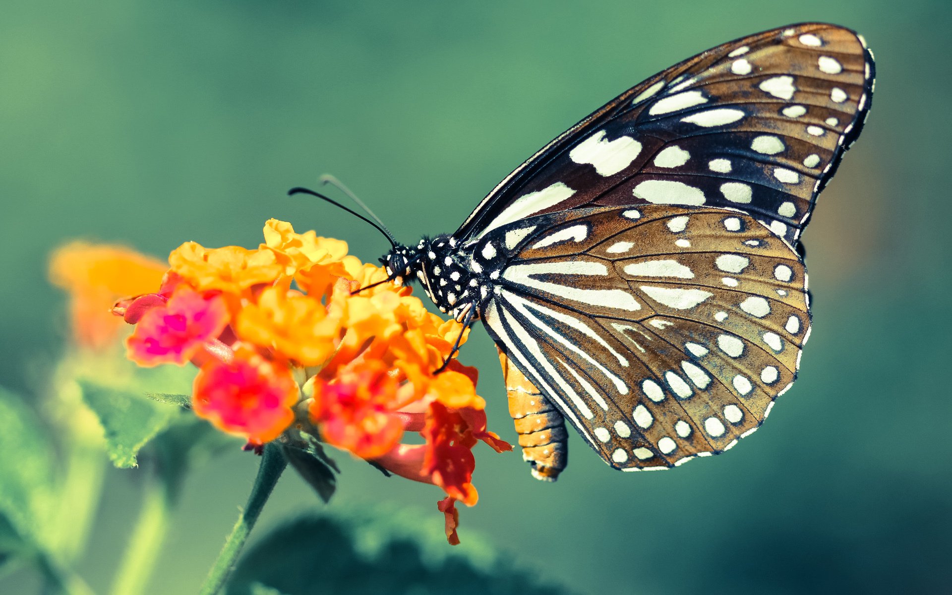 第三节狂潮与领袖崛起,跨越联赛的篮球智慧