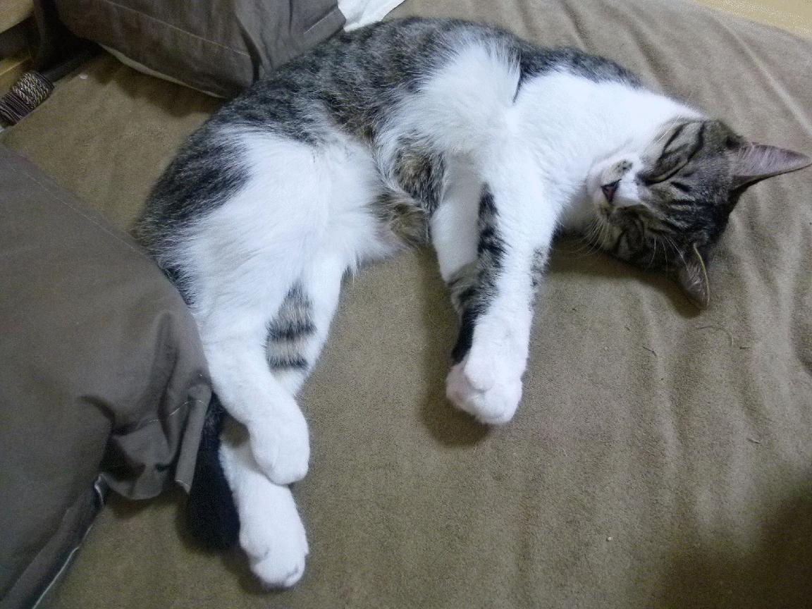 孤胆与荣光，三笘薰的欧冠之夜，一个身影扛起整片海洋