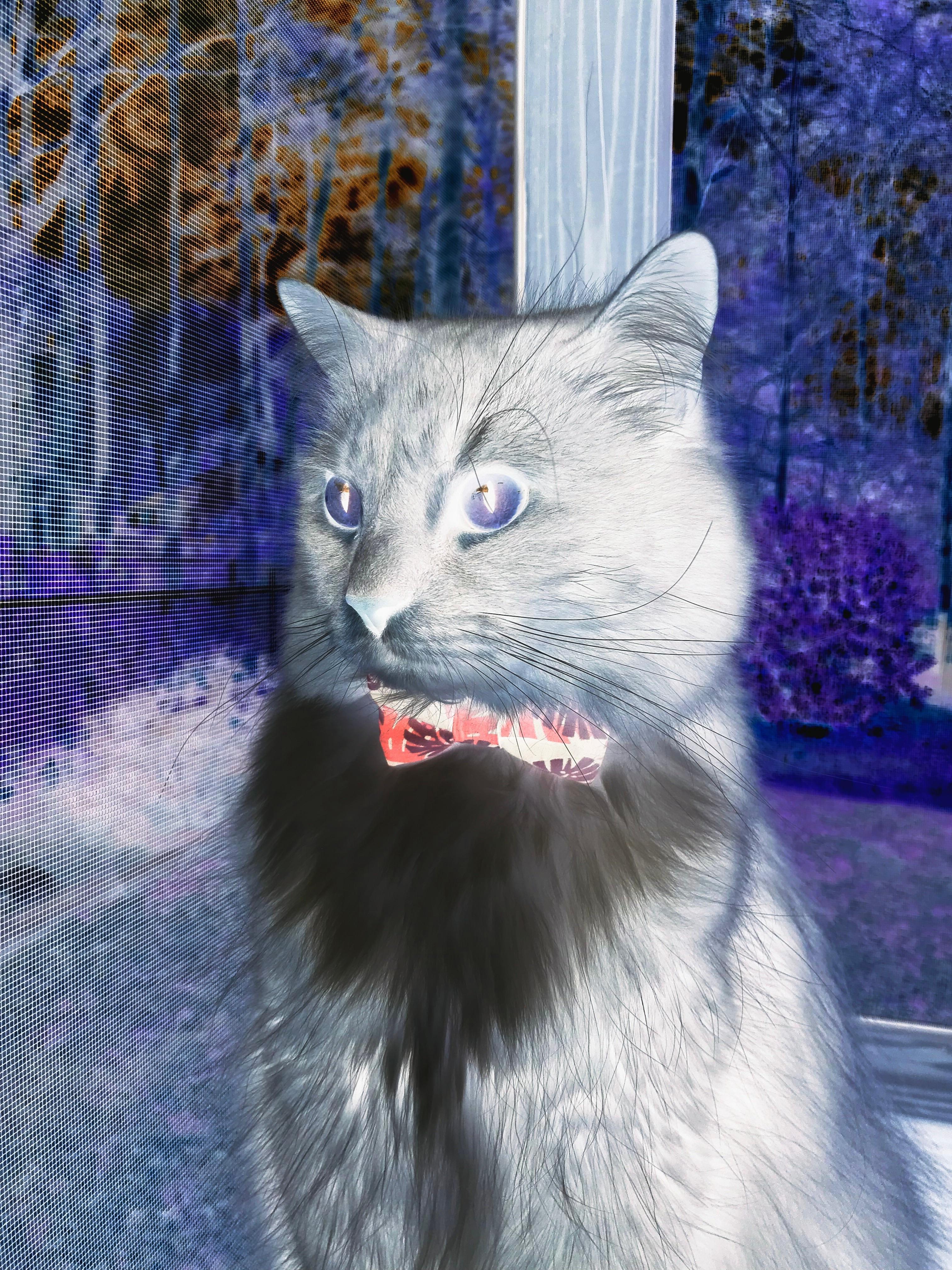 诗意碾压，当佛罗伦萨的节奏扼住曼城咽喉，福登如何用一脚点燃亚平宁的冷焰？