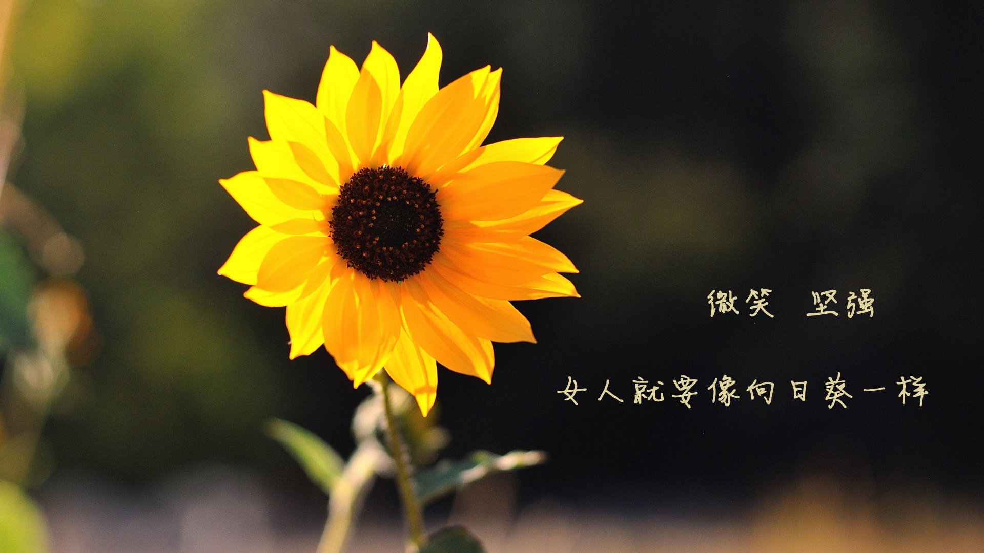 橙衣之锚,范戴克如何在2026世界杯揭幕战中用坚盾劈开克罗地亚的利剑—兼论一场意外与经典并存的摩洛哥对决